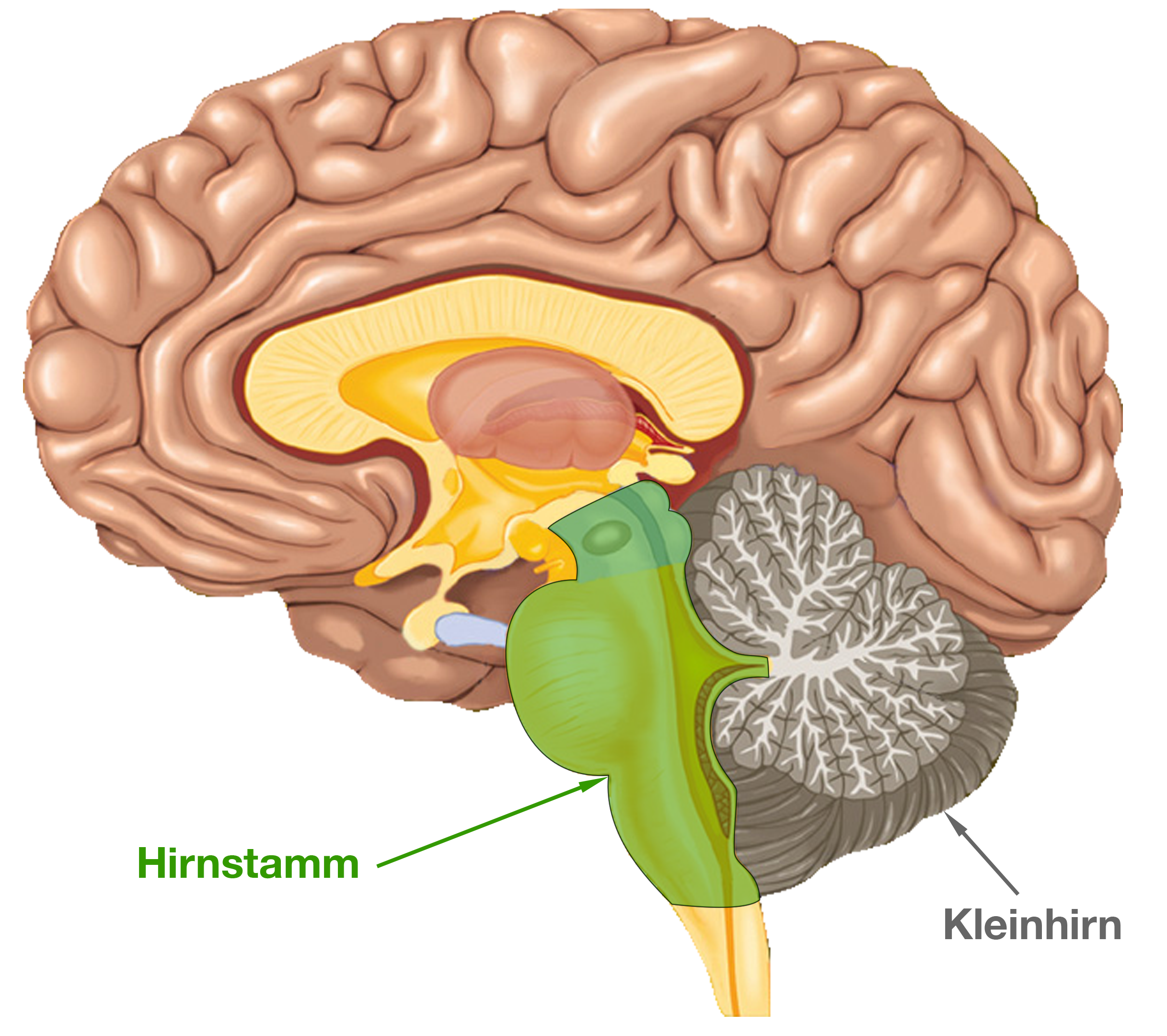 Elektrik des Herzens